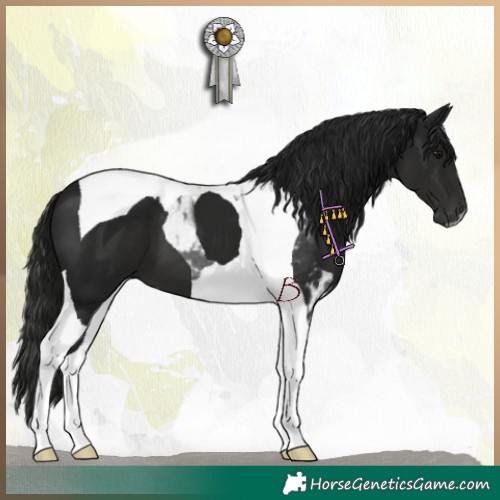 Horse Color:Gray Black Tobiano