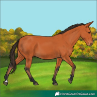 Horse Color:Bay 