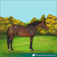 Horse Color:Bay 