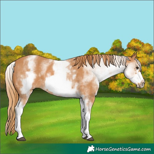 Horse Color:White Spotted Chestnut Frame