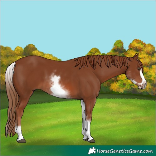 Horse Color:White Spotted Chestnut Frame 