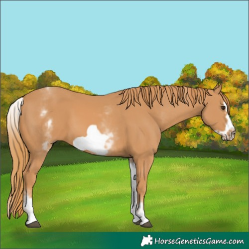 Horse Color:White Spotted Chestnut Frame