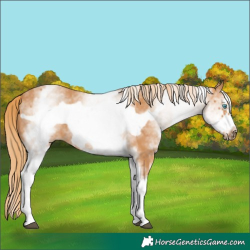 Horse Color:White Spotted Chestnut Frame