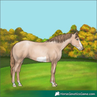 Horse Color:Gold Champagne Pearl Frame Rabicano and Gold Champagne Pearl Frame Rabicano