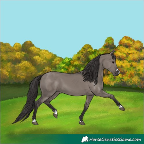 Horse Color:Smoky Grullo 