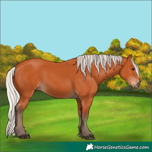 Horse Color:Silver Bay 