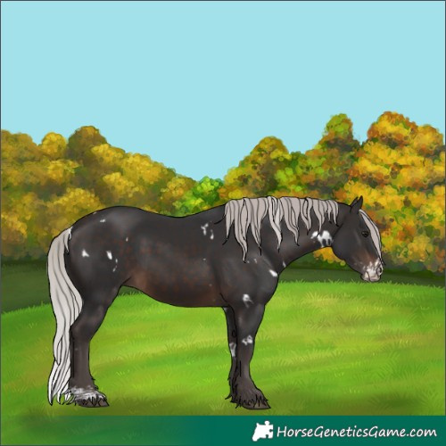 Horse Color:White Spotted Silver Brown Sabino 