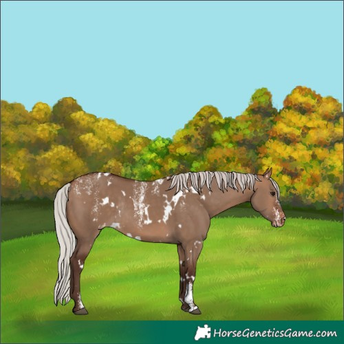 Horse Color:Powder White White Spotted Silver Brown Dun Skewed Appaloosa Rabicano 