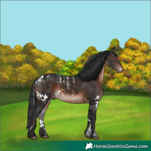 Horse Color:Powder White White Spotted Brown Mushroom Skewed Appaloosa Rabicano 