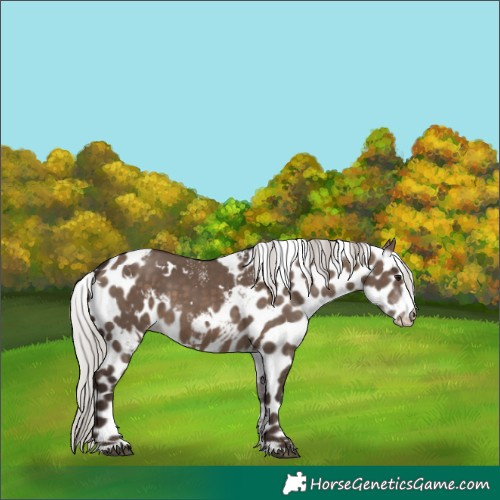Horse Color:Powder White White Spotted Silver Brown Dun Skewed Appaloosa
