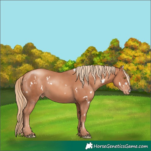 Horse Color:White Spotted Gold Champagne Skewed LP Spotted 