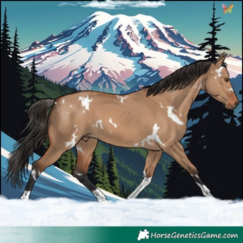 Horse Color:White Spotted Bay Dun Tobiano