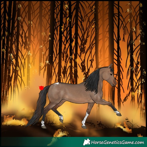 Horse Color:Brown Dun Tobiano
