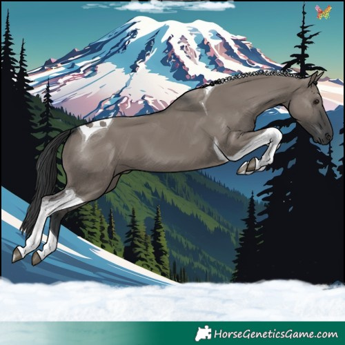 Horse Color:Grullo Tobiano