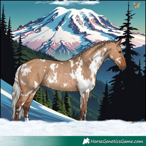 Horse Color:White Spotted Silver Bay Dun Rabicano