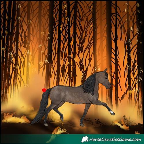 Horse Color:Brown Dun Rabicano 