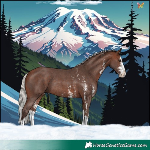 Horse Color:Silver Bay Sabino Splash Rabicano