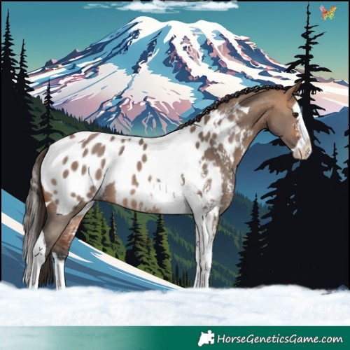 Horse Color:Bay Dun Sabino Splash Tobiano Near Leopard Rabicano