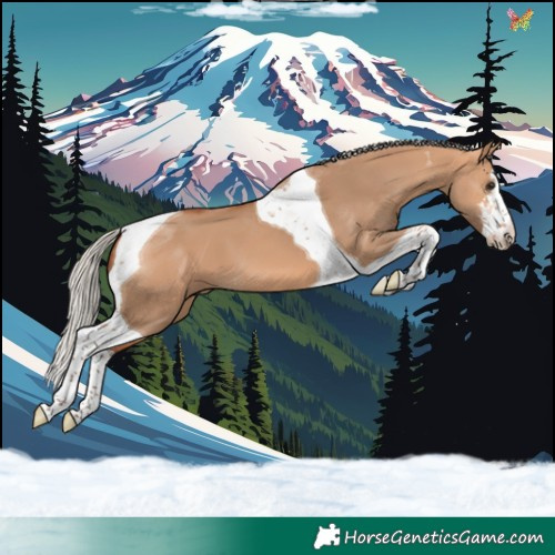 Horse Color:White Spotted Silver Bay Dun Tobiano 
