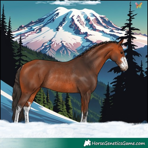 Horse Color:White Spotted Bay Rabicano