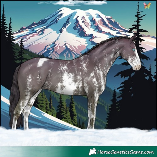 Horse Color:Classic Champagne Sabino Blanket Rabicano 