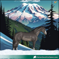 Horse Color:Smoky Black