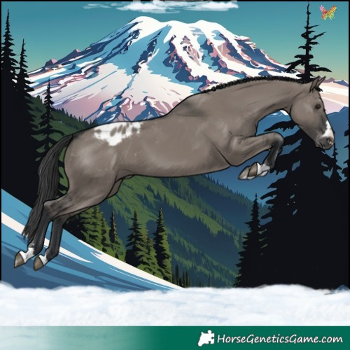 Horse Color:Grullo Appaloosa