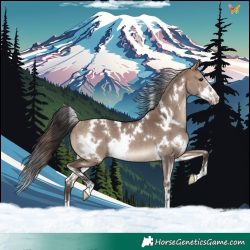 Horse Color:White Spotted Brown Dun Rabicano