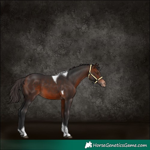 Horse Color:Bay Tobiano Appaloosa 