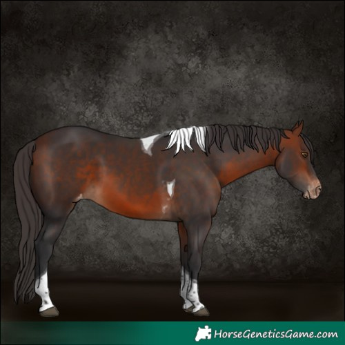 Horse Color:Bay Tobiano Varnish 