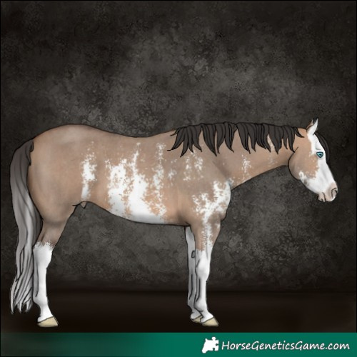 Horse Color:Bay Dun Sabino Splash