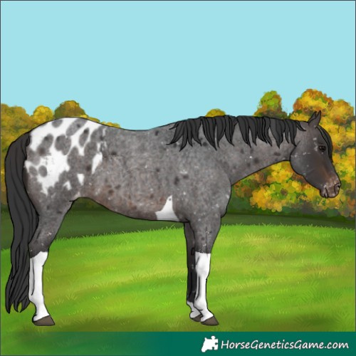 Horse Color:Brown Roan Tobiano Appaloosa