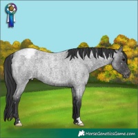Horse Color:Blue Roan Appaloosa 
