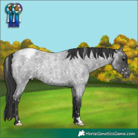 Horse Color:Blue Roan Appaloosa 