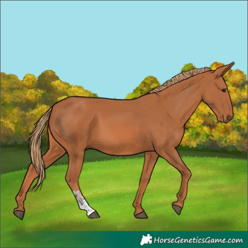 Horse Color:Chestnut Sabino 