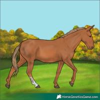Horse Color:Chestnut Sabino