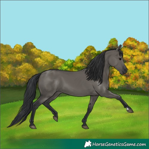 Horse Color:Grullo