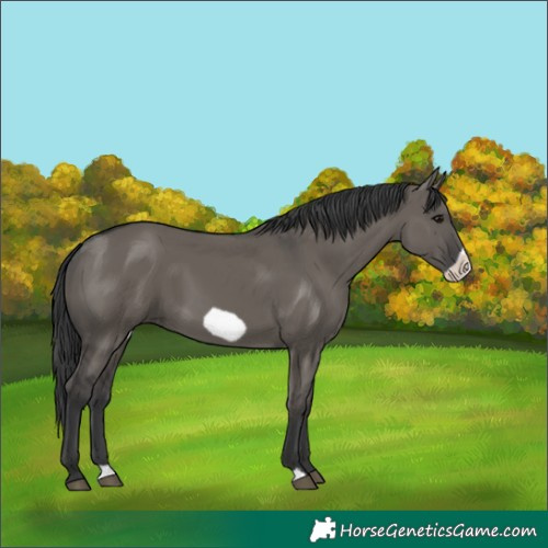 Horse Color:Grullo Frame 