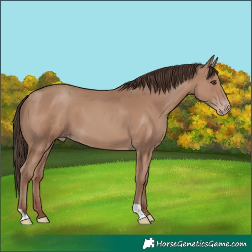 Horse Color:Classic Champagne