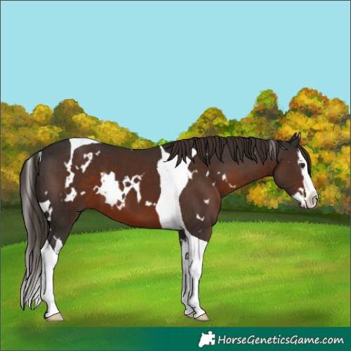 Horse Color:White Spotted Liver Chestnut Splash Tobiano 