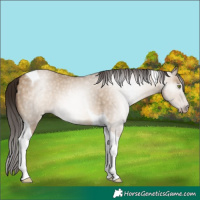 Horse Color:Gray Amber Champagne Dun Tobiano Varnish
