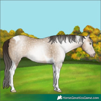 Horse Color:Gray Amber Champagne Dun Tobiano Appaloosa 
