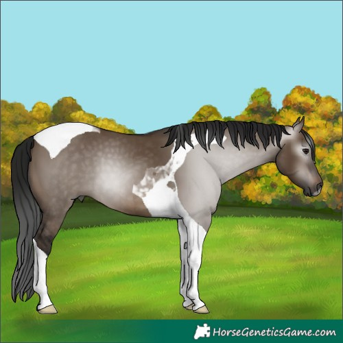Horse Color:Gray Brown Dun Tobiano