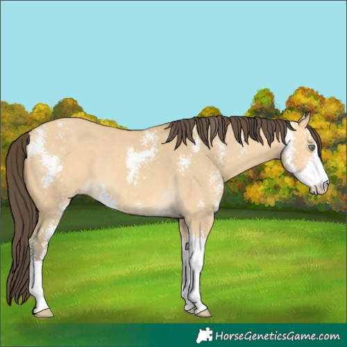Horse Color:Amber Cream Champagne Dun Sabino