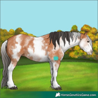 Horse Color:White Spotted Bay 