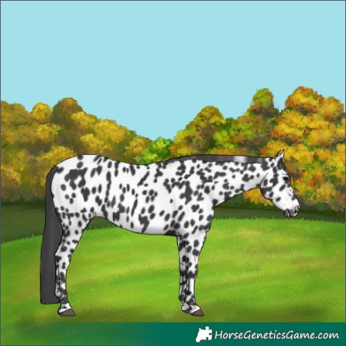Horse Color:Black Appaloosa 