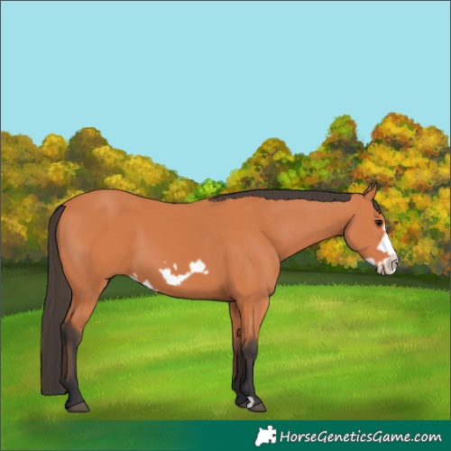 Horse Color:Bay Frame 