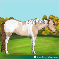 Horse Color:Gray Sable Champagne Pearl Dun Tobiano Appaloosa