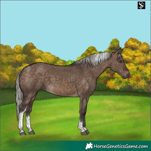 Horse Color:Silver Brown Dun Tobiano 