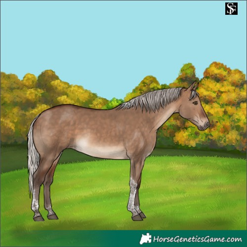Horse Color:Silver Brown Dun Tobiano 